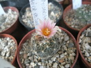 Turbinicarpus laui - 25.05