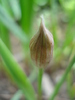 Allium oreophilum (2010, May19)