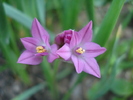 Pink Lily Leek (2010, May27)