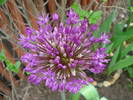 Allium Purple Sensation (2009, May 03)