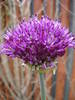 Allium Purple Sensation (2009, May 03)