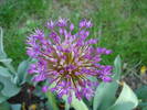 Allium Purple Sensation (2009, May 06)