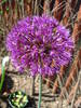 Allium Purple Sensation (2009, May 06)