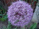 Allium Purple Sensation (2009, May 20)