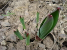 Allium Purple Sensation (2010, March 21)