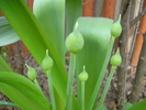 Allium Purple Sensation (2010, April 18)