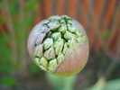 Allium Purple Sensation (2010, April 29)