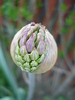 Allium Purple Sensation (2010, April 30)
