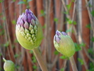 Allium Purple Sensation (2010, May 01)