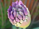 Allium Purple Sensation (2010, May 01)