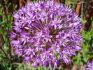 Allium Purple Sensation (2010, May 05)