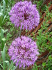 Allium Purple Sensation (2010, May 06)
