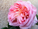 27_MAI_2010 ABRAHAM_DARBY_023