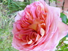 27_MAI_2010 ABRAHAM_DARBY_025