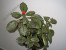 episcia Silver fog 5