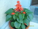 salvia a crescut