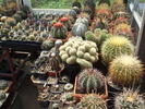 DSCF3480