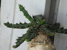 Euphorbia stelata