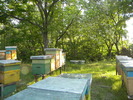 Picture 033