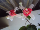 DSC01717