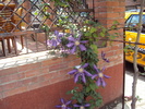 clematita din vecini