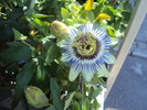 pasiflora