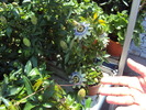 pasiflora