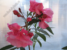 Leandru Grandiflorum 5