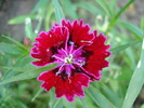 Dianthus chinensis (2010, May 26)