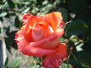 Rose Artistry (2010, May 28)