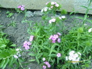 garofitele incep sa infloreasca
