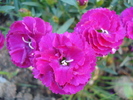 Dianthus x Allwoodii (2010, May 26)