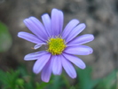 Swan River Daisy (2010, May 28)