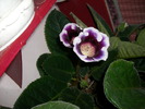 flori 001