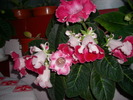 flori 002