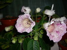 flori 003