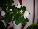 flori 004