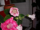 flori 005