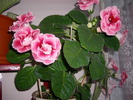 flori 006