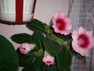 flori 007