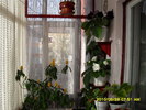flori 019
