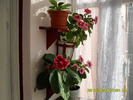 flori 020