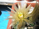 Escobaria similis - floare 28.05