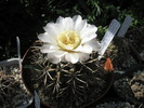 Gymnocalycium gibbossum v. brachypetallum - 28.05