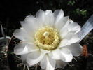 Gymno gibbossum - floare