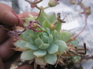 Graptopetalum macdowelii