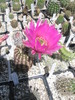 Echinocereus reichenbachii v. perbelus - 27.05