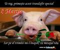 porcusor_simpatic_cu_trandafir_rosu_in_gura_126799