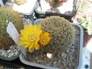 Sulcorebutia glomeriseta - 28.05