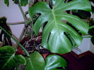 filodendron